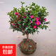 帶花苞茶梅花苗紅茶梅樹(shù)苗老樁室內耐寒花卉茶花盆栽盆景四季常青 茶梅：帶花苞7年苗【50左右高】球冠幅飽滿(mǎn)1顆 不含盆