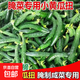 腌制瓜妞小瓜妞新鮮小黃瓜嫩青瓜拇指瓜脆嫩迷你小黃瓜脆嫩美味 5斤