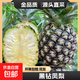 黑鉆鳳梨新鮮現摘水果生鮮壞果包賠現采現發(fā)爆香源頭直發(fā)營(yíng)養健康 1個(gè)裝中果 單果1.3-1.7斤