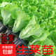 脆甜生菜秧苗帶土耐熱耐寒玻璃奶油生菜秧沙拉菜苗四季盆栽蔬菜苗 速生脆甜生菜苗30顆【20天吃菜】