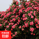 【1.6米特大苗】薔薇花苗爬藤四季開(kāi)花藤本爬藤月季濃香爬墻植物 安吉拉1.6米左右