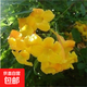 凌霄花苗凌霄花樹(shù)苗庭院爬藤植物凌霄苗老樁大盆栽綠化攀爬紫藤苗 黃色凌霄5年苗（粗2公分）