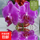 雙花劍蝴蝶蘭盆栽蘭花大苗帶花劍帶花苞四季開(kāi)花室內花好養易成活 13.蝴蝶王--雙花劍發(fā)貨 帶盆栽好