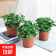 薄荷盆栽好養留蘭香驅蚊植物綠植留蘭香花卉綠植香草植物 3盆薄荷原盆原土