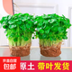 銅錢(qián)草水培植物大葉水栽魚(yú)缸水養綠植金錢(qián)草小水草客廳室內外花卉 銅錢(qián)草盆栽（2盆）