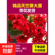 藍雪花苗盆栽大苗帶花苞陽(yáng)臺植物好養的花卉四季開(kāi)花不斷鮮花庭院 熱烈紅【天竺葵買(mǎi)三送一】送肥料 帶盆栽好