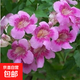 凌霄花苗凌霄花樹(shù)苗庭院爬藤植物凌霄苗老樁大盆栽綠化攀爬紫藤苗 粉色凌霄5年苗（粗2公分）