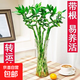 帶根開(kāi)運竹富貴竹水培植物轉運竹水養室內辦公室綠植盆栽四季好養 帶根轉運竹50cm高6根+1六角玻璃瓶送營(yíng)養液