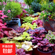 彩色礬根盆栽苗綠植盆栽宿根耐寒彩葉觀(guān)葉植物花園花鏡庭院地被 礬根混色10盆
