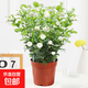 花盆栽帶花苞室內客廳濃香型重瓣鮮花卉陽(yáng)臺庭院好養綠植 虎頭茉莉30-40厘米(原盆)帶花 含盆