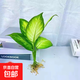 瑪麗安萬(wàn)年青盆栽特級大盆銀皇后綠植花卉室內客廳四季常青好養活 萬(wàn)年青+【1棵】