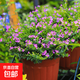 滿(mǎn)天星盆栽室內陽(yáng)臺庭院好養花卉植物盆栽四季開(kāi)花不斷帶花苞發(fā)貨 大葉-滿(mǎn)天星【1盆】原盆原土