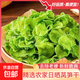 萵筍干特產(chǎn)級青筍脆農家自制脫水蔬菜萵苣干萵苣片干貨涼拌炒菜 500g