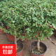 金枝玉葉盆栽綠植花卉陽(yáng)臺庭院多肉植物耐旱好養園藝盆栽 金枝玉葉高40厘米左右