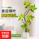 大型盆栽各種植物發(fā)財樹(shù)金錢(qián)樹(shù)綠蘿慶典喬遷盆景綠植辦公室內客廳 造型黃金榕1.1-1.3米【圓柱盆】 含盆