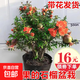 石榴花盆栽帶花觀(guān)賞果樹(shù)苗室內客廳盆景耐熱花卉庭院植物花卉好養 大苗石榴花帶花原盆 含盆