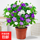 室內陽(yáng)臺鮮花卉綠植物好養耐熱花卉鴛鴦茉莉花大苗 雙色茉莉(原盆)帶花 帶盆栽好