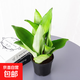 金邊虎皮蘭新房辦公室多肉植物花卉白玉虎皮蘭長(cháng)腳虎皮蘭綠植盆栽 3棵白玉虎皮蘭