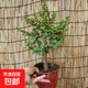 金枝玉葉盆栽綠植花卉陽(yáng)臺庭院多肉植物耐旱好養園藝盆栽 金枝玉葉高20厘米左右