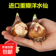 帶芽發(fā)貨 進(jìn)口重瓣水仙花種球年宵綠植花卉室內水培桌面盆栽植物 重瓣水仙1顆品種備注