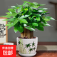 發(fā)財樹(shù)小盆栽大綠植辦公室內除甲醛花卉客廳好養旺宅植物桌面盆景 【A級大盆】三桿發(fā)財樹(shù)(竹韻陶瓷 含盆