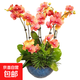 雙花劍蝴蝶蘭盆栽蘭花大苗帶花劍帶花苞四季開(kāi)花室內花好養易成活 6.公主--雙花劍發(fā)貨 帶盆栽好