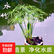 水竹旱傘草水生植魚(yú)池塘造景綠化客廳庭院陽(yáng)臺凈化水質(zhì)盆栽風(fēng)車(chē)草 水竹 20-30厘米高【20株】