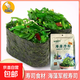 豆八哥海藻沙拉即食壽司食材材料料理海草沙律裙帶菜涼拌海帶絲 海藻沙拉208g*2