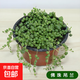 佛珠多肉植物精品紫玄月垂盆草吊蘭情人淚含帶花小盆栽幼兒園好養 約15cm長(cháng)佛珠一盆【盆口約15cm】