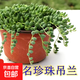 佛珠多肉植物精品紫玄月垂盆草吊蘭情人淚含帶花小盆栽幼兒園好養 約15cm情人淚一盆【盆口約15cm】