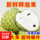 【產(chǎn)地直發(fā)】新鮮鳳梨釋迦果番荔枝廣東佛頭果應季熱帶水果 3斤鳳梨釋迦果（單果250g以上）