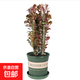 紫龍骨綠龍骨多肉植物綠植仙人掌仙人球麒麟仙人球盆景花卉植物 紫龍骨30cm高+加侖盆送底托