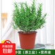 迷迭香苗盆栽可食用驅蚊植物香草薄荷苗水培花卉綠植物室內煎牛排 【精品】 迷迭香中苗（原土盆）