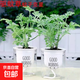 驅蚊草綠植驅蚊植物室內防蚊香草驅蚊子綠植花卉香葉天竺葵盆栽地 驅蚊草（早安盆） 超劃算三盆