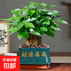 發(fā)財樹(shù)小盆栽大綠植辦公室內除甲醛花卉客廳好養旺宅植物桌面盆景 【主圖款】A級大盆發(fā)財樹(shù)(大財源 含盆