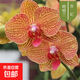 雙花劍蝴蝶蘭盆栽蘭花大苗帶花劍帶花苞四季開(kāi)花室內花好養易成活 24.香妃--雙花劍發(fā)貨 帶盆栽好
