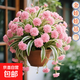 新款濃香型金邊娃娃大花吊蘭盆栽花卉庭院陽(yáng)臺辦公室內綠植物好養 粉色（大苗8棵）【濃香四季-開(kāi)花滿(mǎn)盆】