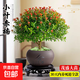 小葉赤楠盆景金絲楠木老樁盆栽大棵辦公室內桌面綠植花卉四季好養 特A級小葉赤楠（圓形舍得盆）送底座+肥料