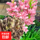 重瓣香水晚香玉種球大花濃香四季花卉耐寒盆地栽綠植懶人養不死花 粉紅色連體苗9-15個(gè)芽 +肥