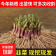 紫根韭菜根苗四季韭菜頭紫紅寬葉春季秋季室內盆栽韭菜苗現挖農家 紫根：韭菜根苗500棵