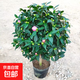 香妃茶花山茶花樹(shù)苗盆栽花卉植物四季開(kāi)花陽(yáng)臺庭院耐寒濃香老樁 精選香妃茶花10年苗【花期帶花苞】