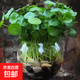銅錢(qián)草根招財桌面盆栽金錢(qián)草根花卉室內水培土培植物水養地栽綠植 銅錢(qián)草根+1玻璃圓球/送營(yíng)養液