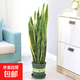 中大型金邊虎皮蘭多肉植物花卉新房辦公室虎尾蘭綠植盆栽6-8棵 虎皮蘭60-80cm高6-8棵含加侖盆送底托