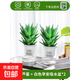 蘆薈盆栽室內臥室凈化空氣耐旱花卉綠植辦公室桌面好養庫拉索植物 大號精選蘆薈【早安自吸盆】*2+送肥料