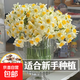 水仙花盆栽室內(nèi)水養(yǎng)花卉綠植物陽臺水培土培種球漳州水仙洋水仙 10個水仙小球