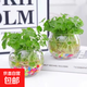 銅錢(qián)草根招財桌面盆栽金錢(qián)草根花卉室內水培土培植物水養地栽綠植 銅錢(qián)草根+1玻璃圓球+彩石/送營(yíng)養液