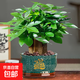 發(fā)財樹(shù)小盆栽大綠植辦公室內除甲醛花卉客廳好養旺宅植物桌面盆景 【主圖款】A級大盆發(fā)財樹(shù)(進(jìn)寶單 含盆
