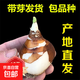 帶芽發(fā)貨 進(jìn)口重瓣水仙花種球年宵綠植花卉室內水培桌面盆栽植物 單瓣水仙1顆