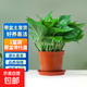 綠蘿盆栽除甲醛水培花卉大葉綠植辦公室內新房植物凈化空氣裝飾 110款原盆帶托盤(pán)【1盆裝】