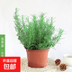 驅蚊植物吃蚊子驅蟲(chóng)草迷迭香豬籠草植物盆栽花卉防蚊綠植香草 迷迭香原盆原土